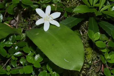 Clintonia uniflora 4888
