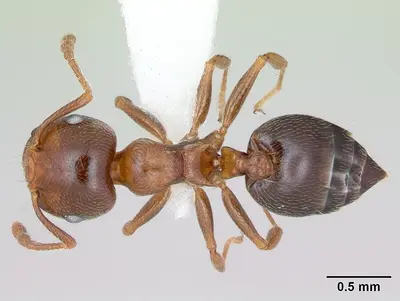 Crematogaster pinicola casent0172943 dorsal 1