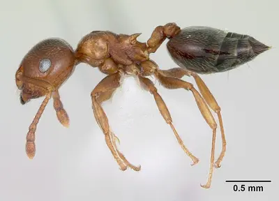 Crematogaster pinicola casent0172943 profile 1
