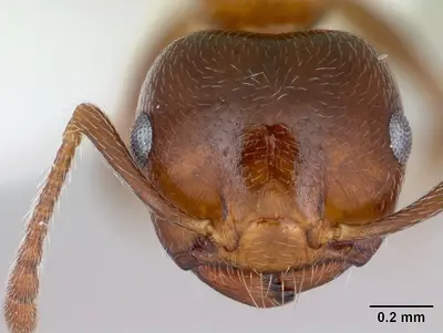Crematogaster pinicola casent0172943 head 1