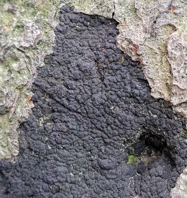 Biscogniauxia nummularia 173906443