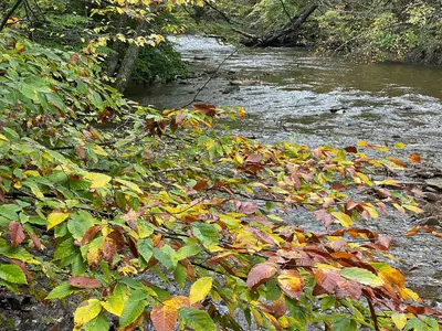 Fall Colors 2024 (20241002-FS-MNF-KP-010)