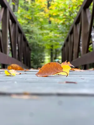 Fall Colors 2024 (20241002-FS-MNF-KP-008)