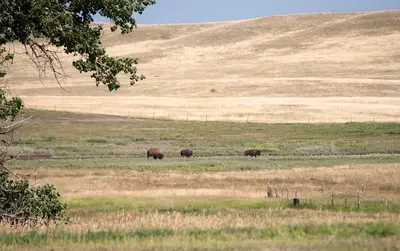 US-WY - Gleason - Road Trip - Chordata - Mammalia - Animalia - Bovidae (4892467606)