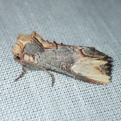 Admetovis similaris