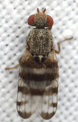 Pseudotephritina inaequalis 21837432