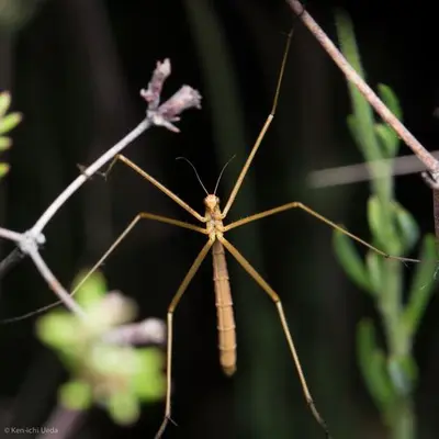 Apterobittacus apterus