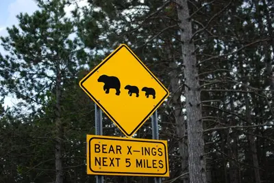 Huron-Manistee National Forests bear crossing road sign