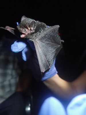 Bat Blitz 2017 (30615475157)