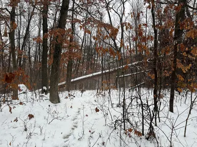 Fallen tree at Black River Falls rest area 54 in December