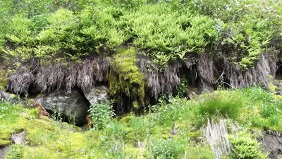 Ferns on Serpentine rock - Flickr - brewbooks