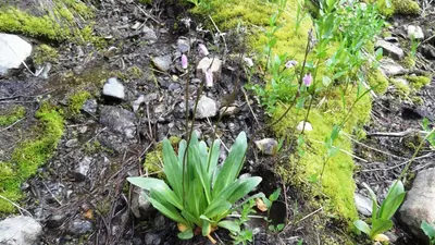 Dodecatheon - Flickr - brewbooks