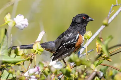 SpottedTowheeChannelIslands