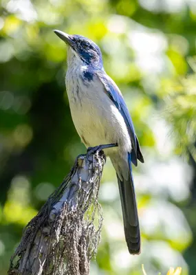 IslandScrubJay