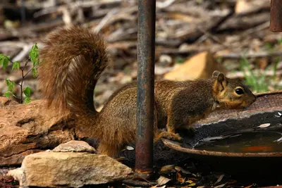 Squirrel Abilene State Park Texas 2023