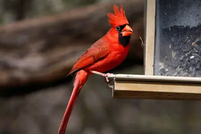 Cardinal Abilene State Park Texas