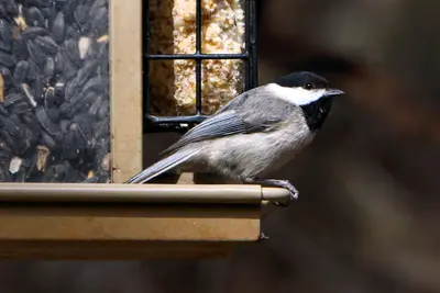 Carolina Chickadee Abilene State Park Texas