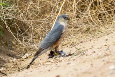 Sharp-shinned Hawk (Accipiter striatus) (19730677113)