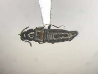 Aleochara verna