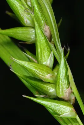 CarexIntum2