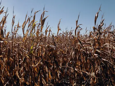 Autumn Corn Fields - Farmland in Rural Iowa (44981860084)