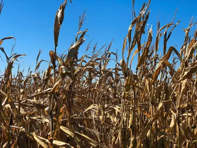 Corn Fields - Farm in Missouri Valley - Iowa - Autumn Harvest