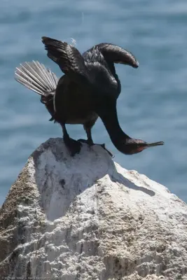 Bird with fishing line
