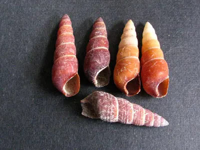 Carelia cochlea (5126873778)