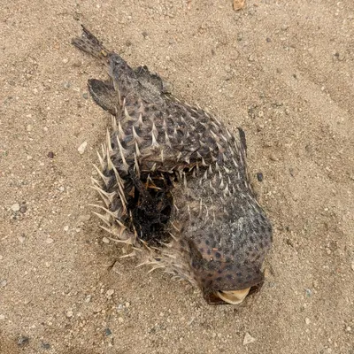 Diodon hystrix 399288959