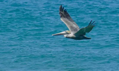 Brown Pelican (Pelecanus occidentalis) (53540117795)