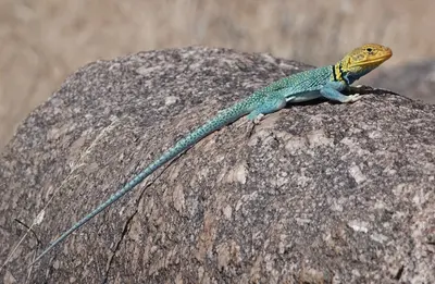 Crotaphytus collaris 78886622