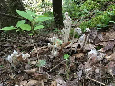 Ghost pipe (also known as Indian pipe) (Monotropa uniflora L.) (3148e9f0-6e3b-4214-85f6-14ea314e0c00)