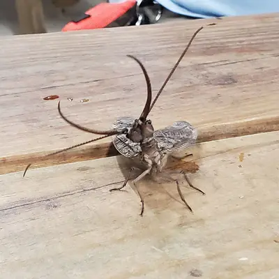 Dobsonfly at Broad Creek Scout Reservation 20220727