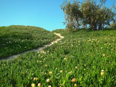 Carpinteria - panoramio (6)