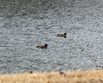 American Widgeon 3.16.2008