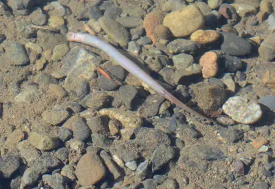 Lampetra richardsoni 44223060