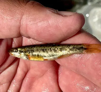 Rhinichthys klamathensis achomawi