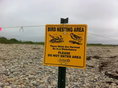 Plover Tern Sign