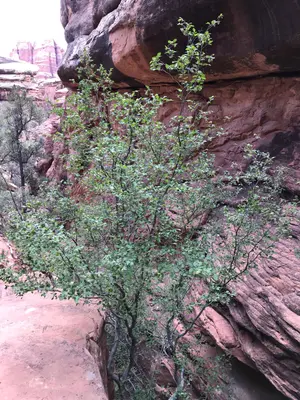 Ostrya knowltonii 39330806