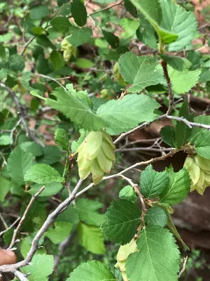 Ostrya knowltonii