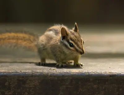 Sonoma chipmunk at Camp Taylor