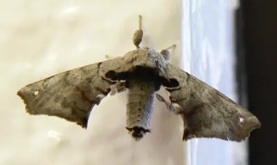 Spotted Apatelodes (cropped)