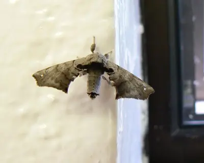 Spotted Apatelodes