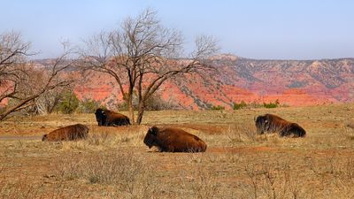 Bison Caprock Canyons SP Texas 2023