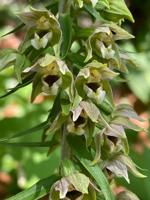 Epipactis helleborine 219648811