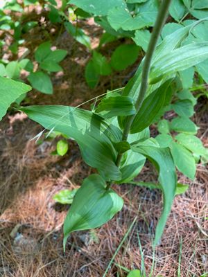 Epipactis helleborine 219648801