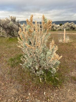 Big Sagebrush (Artemisia tridentata) Washoe Lake State Park, Nevada 1