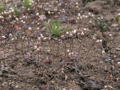 Spring whitlowcress, Draba verna (16679923795)