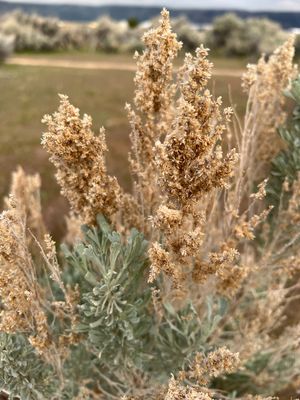 Big Sagebrush (Artemisia tridentata) Washoe Lake State Park, Nevada 2