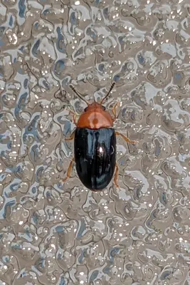 Triplax thoracica 229492481